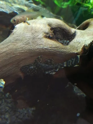 Daruji Ancistruse sp.