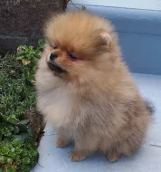 Roztomilá štěňátka Německý špic, pomeranian