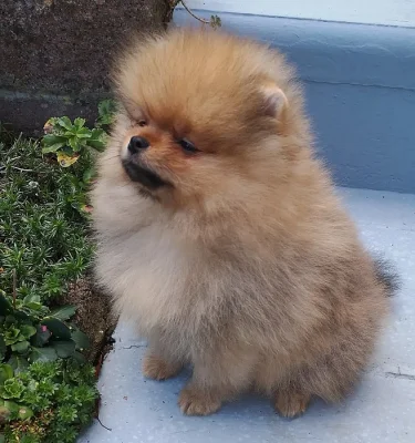 Roztomilá štěňátka Německý špic, pomeranian