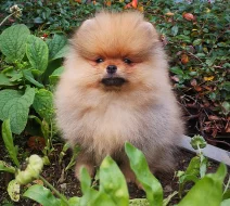 Roztomilá štěňátka Německý špic, pomeranian