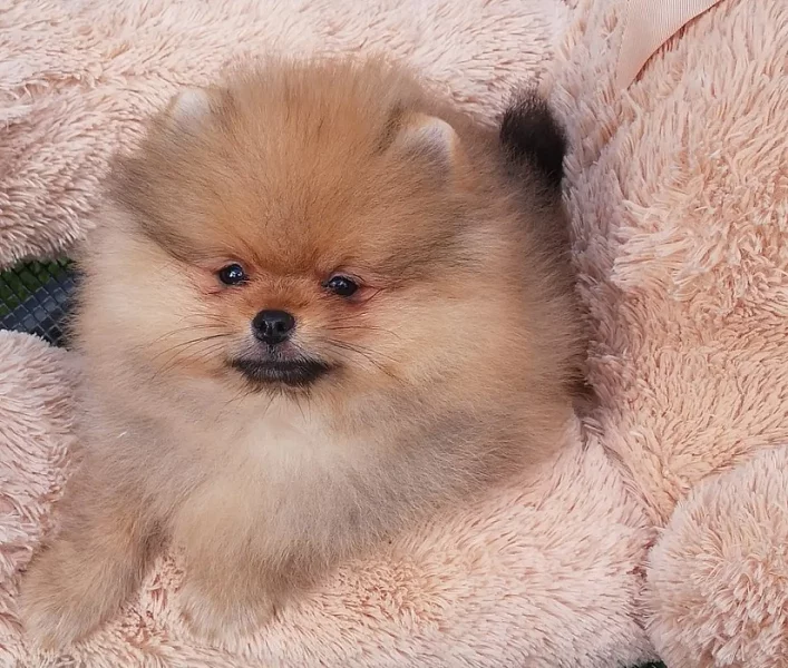 Roztomilá štěňátka Německý špic, pomeranian