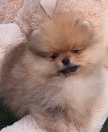 Roztomilá štěňátka Německý špic, pomeranian