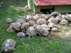 Malé  suchozemské želvy + vybavená terária