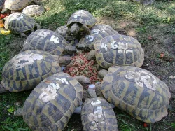 Malé  suchozemské želvy + vybavená terária