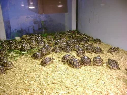 Malé  suchozemské želvy + vybavená terária
