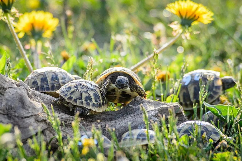 Malé  suchozemské želvy + vybavená terária