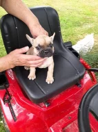 Štěně fr. buldočka