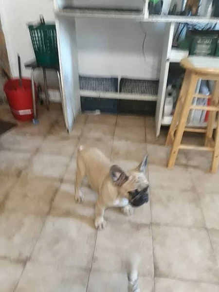 Štěně fr. buldočka