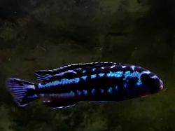 Tlamovci MALAWI
