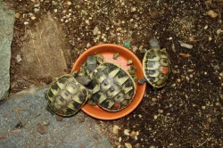 suchozemská Želva zelenavá (Testudo hermanni) - mláďata