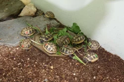 suchozemská Želva zelenavá (Testudo hermanni) - mláďata