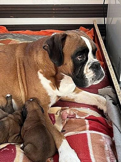 Prodej štěňat německého boxera