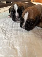 Prodej štěňat německého boxera