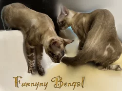 Bengálské vánoční slevy