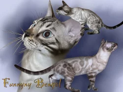 Bengálské vánoční slevy