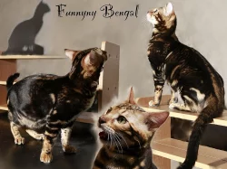 Bengálské vánoční slevy