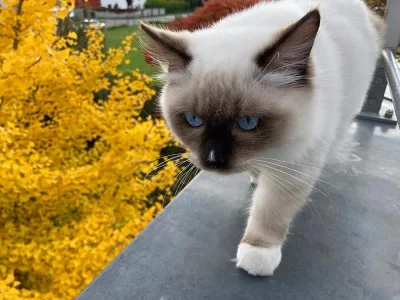 Ragdoll s PP