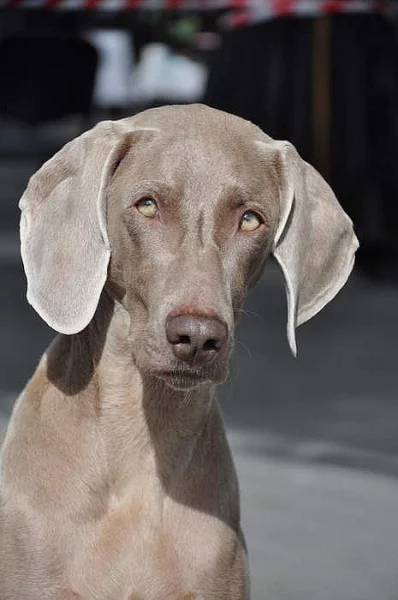 Výmarský ohař krátkosrstý s PP