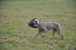 Výmarský ohař krátkosrstý s PP