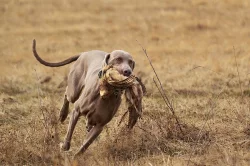 Výmarský ohař krátkosrstý s PP