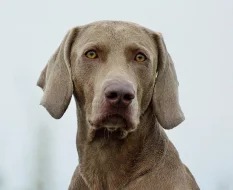 Výmarský ohař krátkosrstý s PP