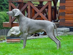 Výmarský ohař krátkosrstý s PP