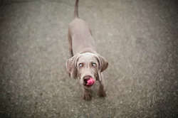 Výmarský ohař krátkosrstý s PP