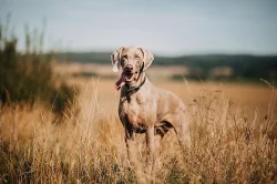 Výmarský ohař krátkosrstý s PP