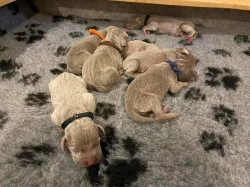 Výmarský ohař krátkosrstý s PP