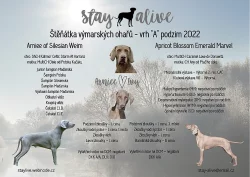 Výmarský ohař krátkosrstý s PP