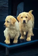 Labrador s PP