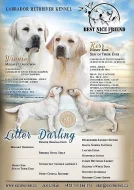 Labrador s PP