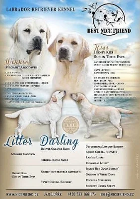 Labrador s PP