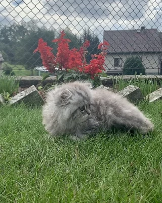 Perská kočička