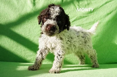 Lagotto Romagnolo - pejsek