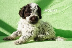 Lagotto Romagnolo - pejsek