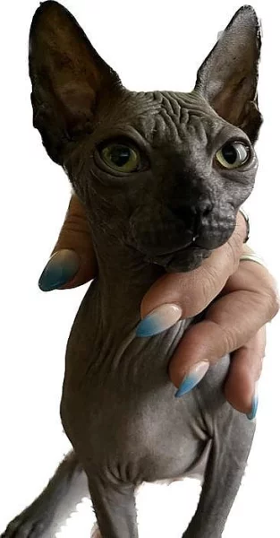 Kanadský sphynx