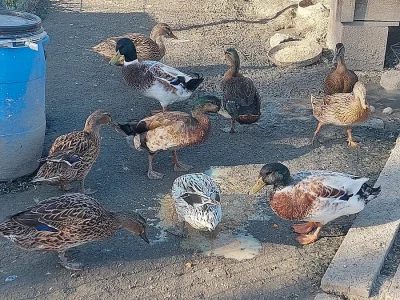 Kachna divoká a čárkovanou