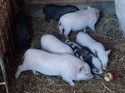Krásná miniprasátka Gottingenská