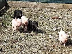 Krásná miniprasátka Gottingenská