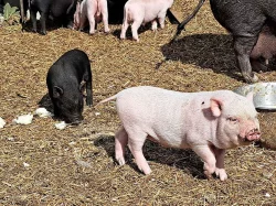 Krásná miniprasátka Gottingenská