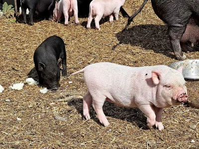 Krásná miniprasátka Gottingenská