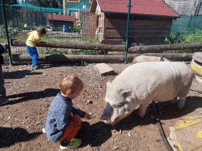 Darujeme zakrslého kanečka