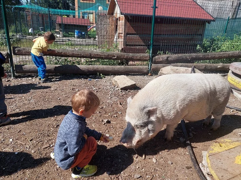 Darujeme zakrslého kanečka