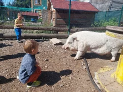 Darujeme zakrslého kanečka