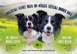 Border kolie s průkazem původu- štěňátka