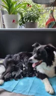 Border kolie s průkazem původu- štěňátka