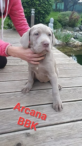 Americký BANDOG