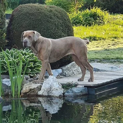 Americký BANDOG