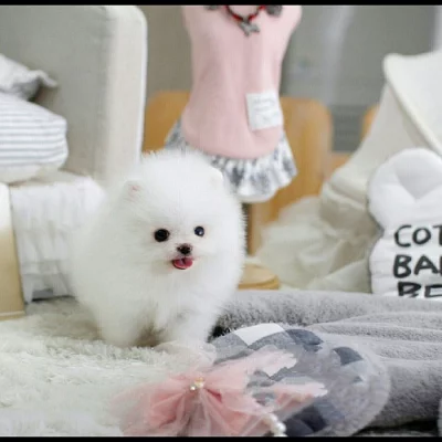 Nádherný šálek pomeranian, Štěňata na prodej